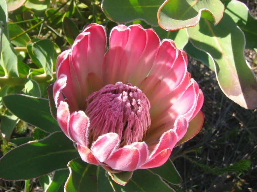 Aire Del Mar Guest House Kleinbaai Zewnętrze zdjęcie